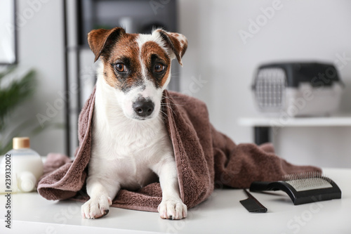 Cute dog after washing in grooming salon © Pixel-Shot