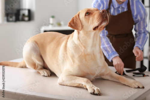 Female groomer with cute dog in salon