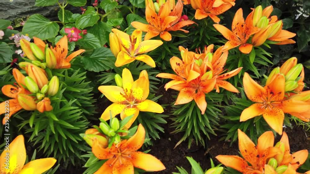 Colourful flowers in beautiful garden Colourful flowers in beautiful garden