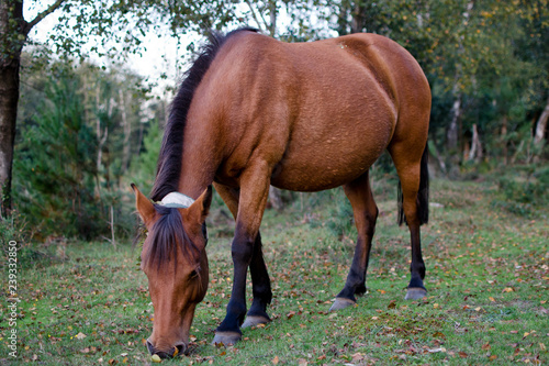 brown horse in the park