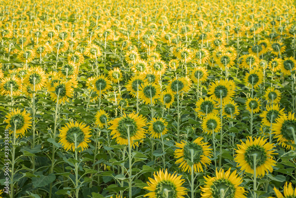 Sun flower in fields.Beautiful sun flowers meadow background..Yellow and green of nature. Sun flower in fields.Beautiful sun flowers meadow background..Yellow and green of nature.