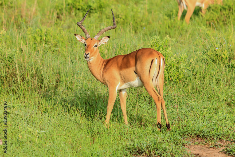 Wild Impalas in the Mikumi National Park, Tanzania Wild Impalas in the Mikumi National Park, Tanzania