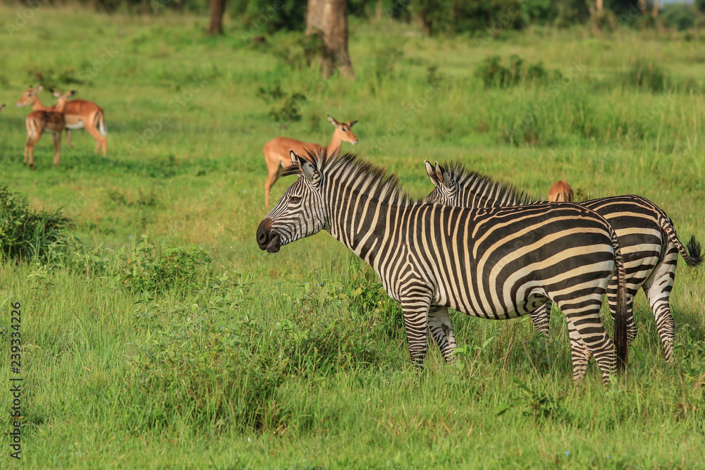 Black and White Striped Zebras in the Mikumi National Park, Tanzania Black and White Striped Zebras in the Mikumi National Park, Tanzania