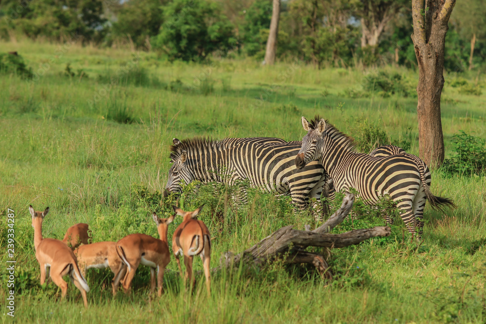 Fototapeta premium Wild Zebras in the Mikumi National Park, Tanzania