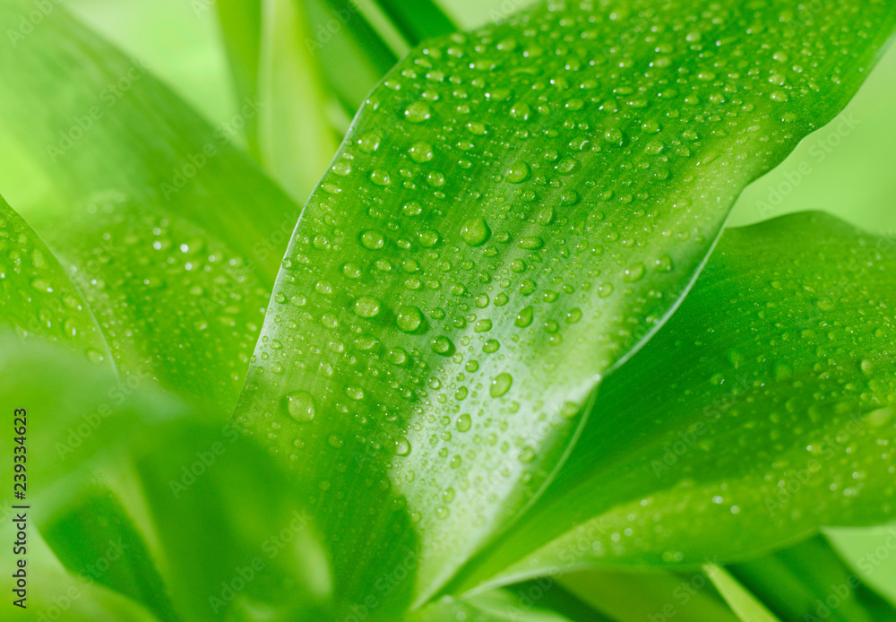 Morning dew Morning dew