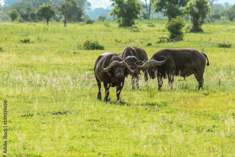 Big Black Buffalo in the Mikumi National Park, Tanzania Big Black Buffalo in the Mikumi National Park, Tanzania
