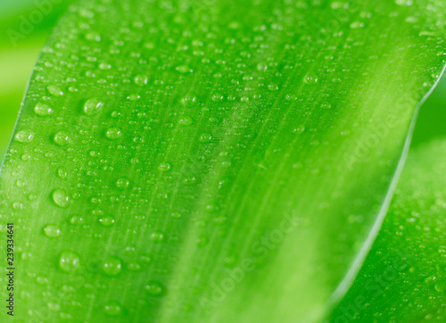 Raindrops on a leaf © goir