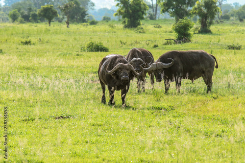 Fototapeta Naklejka Na Ścianę i Meble -  Big Black Buffalo in the Mikumi National Park,  Tanzania