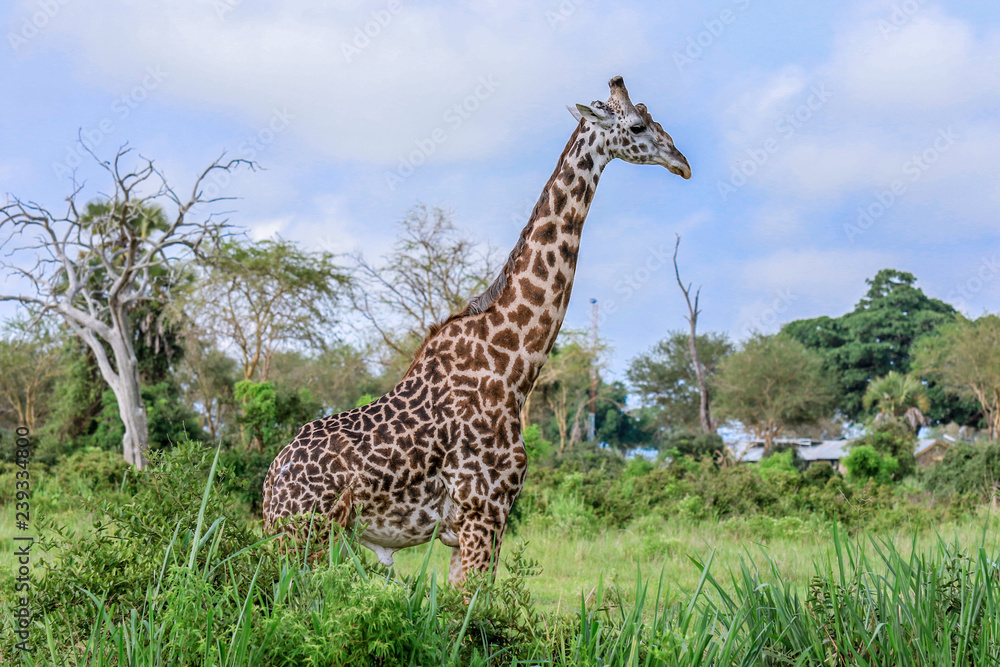 Fototapeta premium Long Neck Spotted Giraffes in the Mikumi National Park, Tanzania