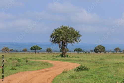 Big Green Trees in the Mikumi National Park, Tanzania photo