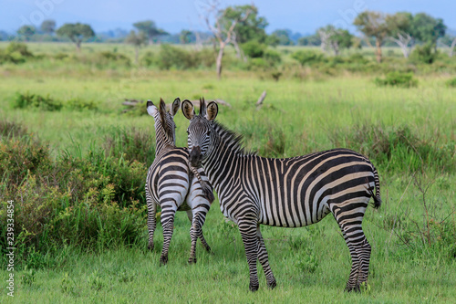 Black and White Striped Zebras in the Mikumi National Park  Tanzania