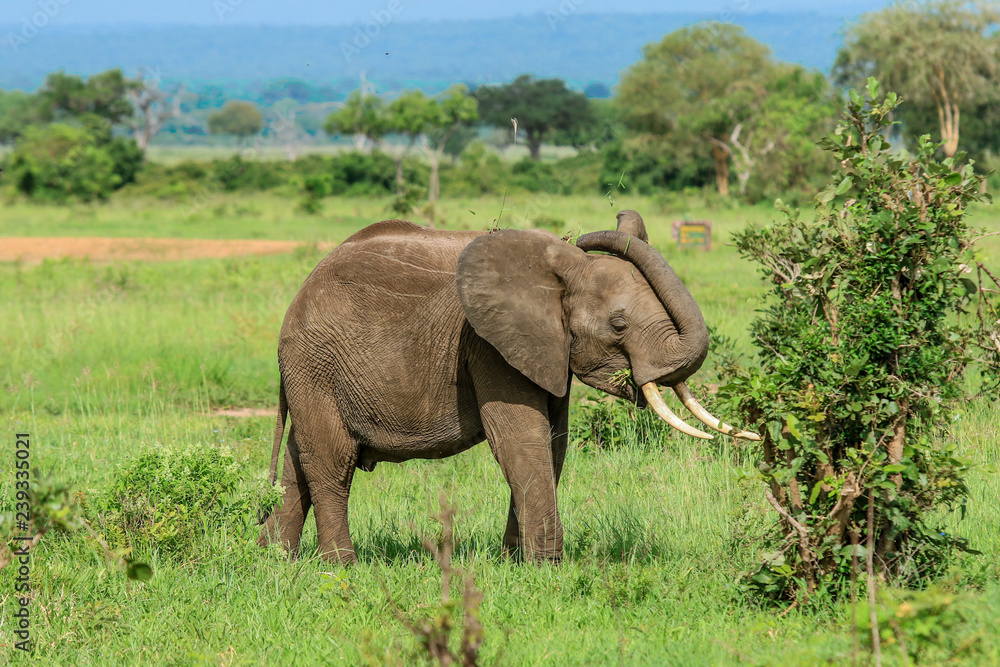 Elephants in the Mikumi National Park, Tanzania