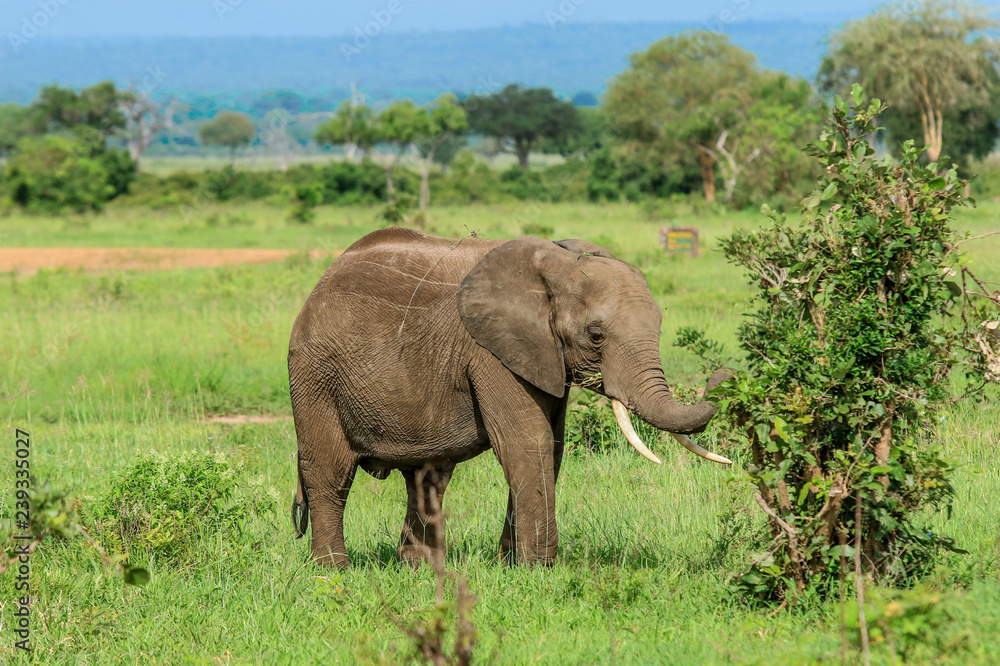 Fototapeta premium Elephants in the Mikumi National Park, Tanzania