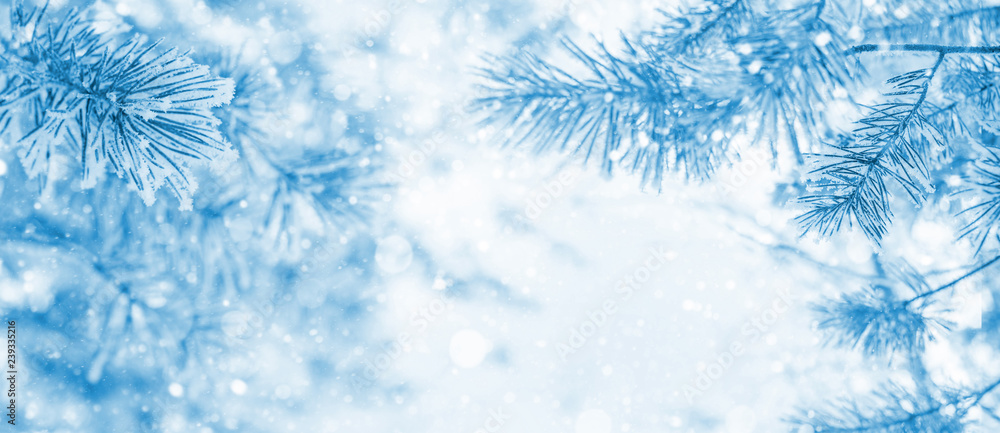 Winter bright background with snowy pine branches. Frozen Pine Tree Branches.