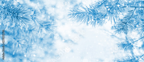 Winter bright background with snowy pine branches. Frozen Pine Tree Branches.