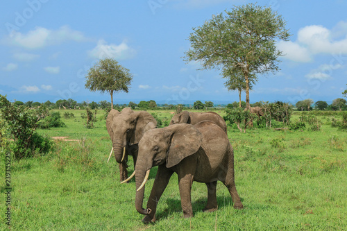 Elephants in the Mikumi National Park  Tanzania