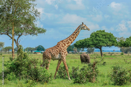 Long Neck Spotted Giraffes in the Mikumi National Park   Tanzania