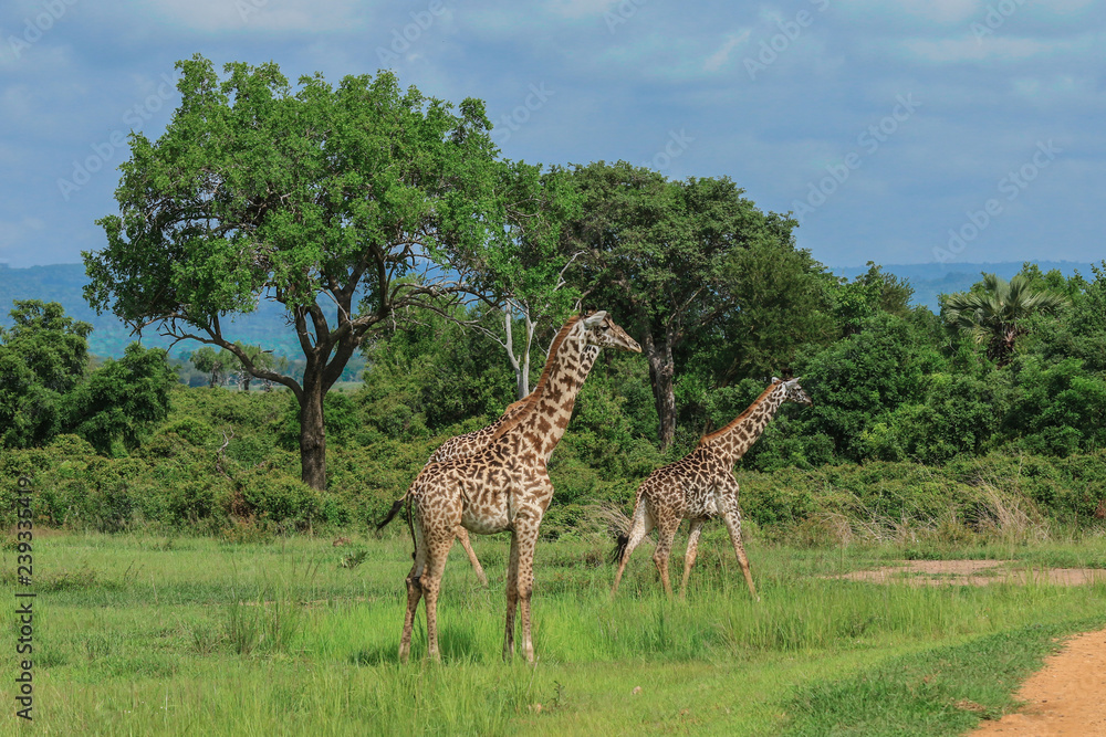 Fototapeta premium Long Neck Spotted Giraffes in the Mikumi National Park, Tanzania