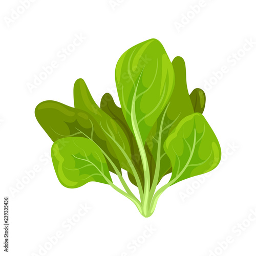 Spinach herb, fresh salad leaves, healthy organic vegetarian food, vector Illustration on a white background