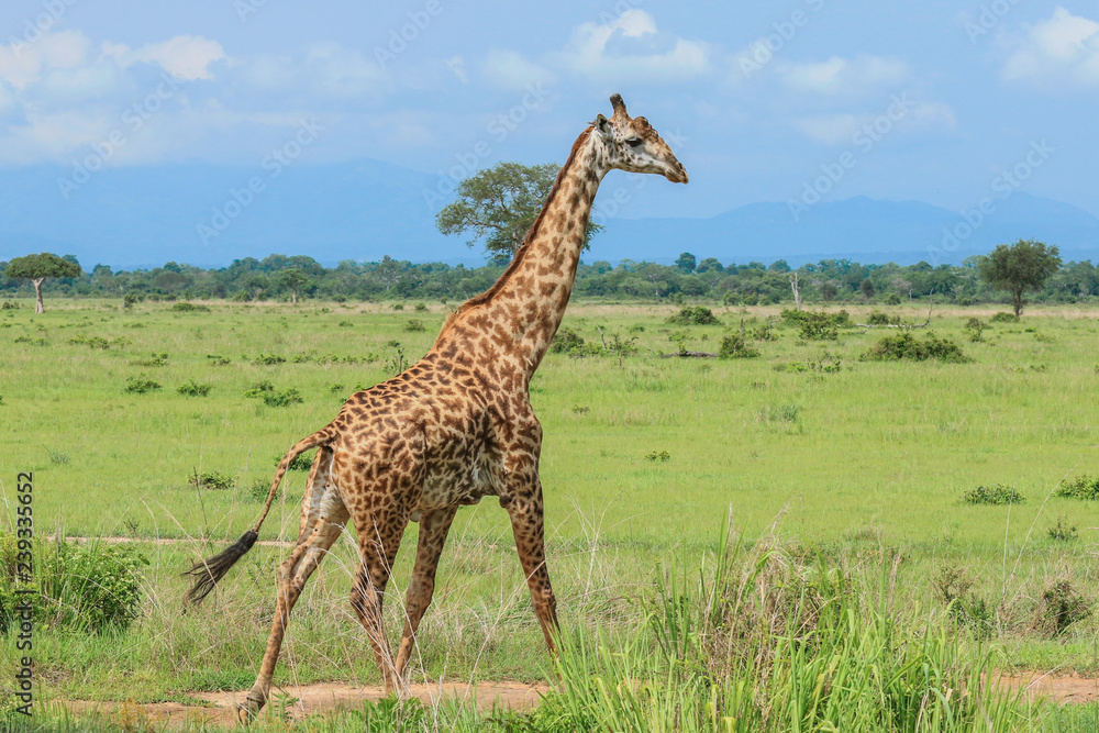 Obraz premium Long Neck Spotted Giraffes in the Mikumi National Park, Tanzania