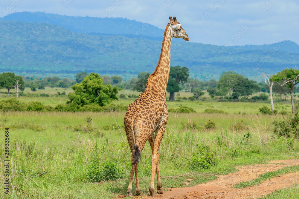 Fototapeta premium Wild Giraffes in the Mikumi National Park, Tanzania 
