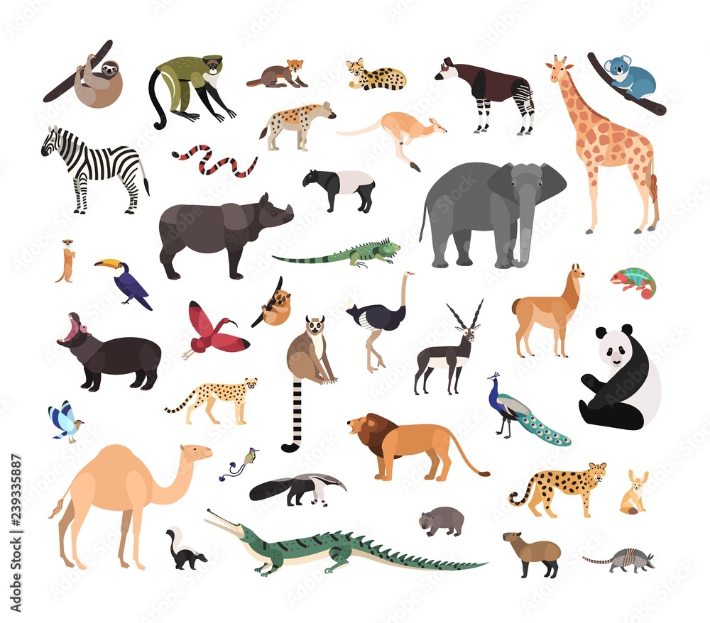 Collection of exotic wild animals isolated on white background. Bundle of  fauna species living in savannah, jungle and desert. Wildlife set. Colorful  vector illustration in flat cartoon style. Stock Vector | Adobe