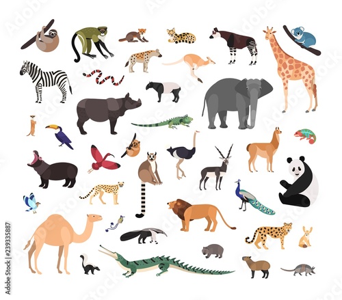 Collection of exotic wild animals isolated on white background. Bundle of fauna species living in savannah, jungle and desert. Wildlife set. Colorful vector illustration in flat cartoon style.