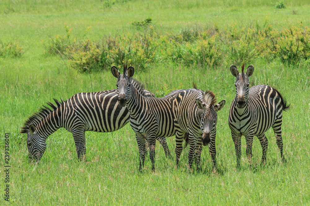 Black and White Striped Zebras in the Mikumi National Park, Tanzania Black and White Striped Zebras in the Mikumi National Park, Tanzania
