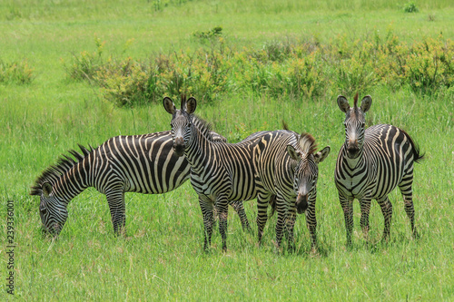 Black and White Striped Zebras in the Mikumi National Park  Tanzania