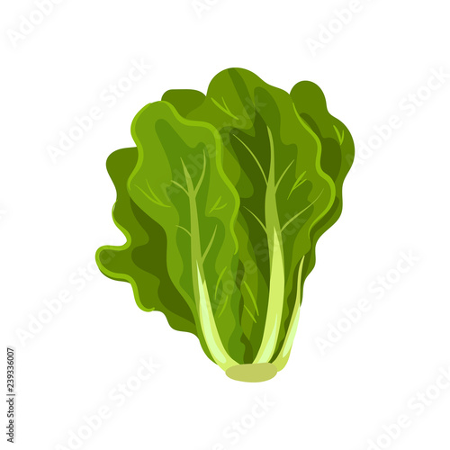 Green fresh salad leaves, healthy organic vegetarian food, vector Illustration on a white background