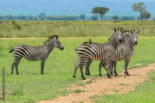 Black and White Striped Zebras in the Mikumi National Park  Tanzania