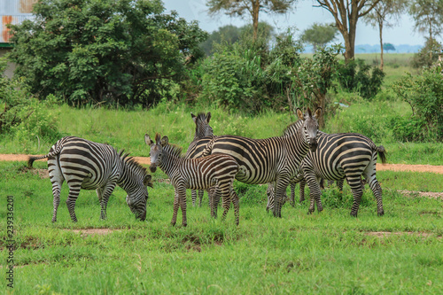 Black and White Striped Zebras in the Mikumi National Park  Tanzania