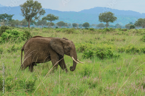 Elephants in the Mikumi National park  Tanzania