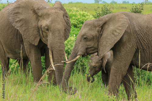 Elephants in the Mikumi National park, Tanzania
