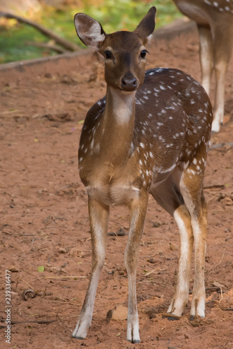 The sika deer On brown ground.