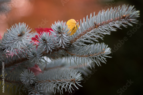 branch of a christmas tree