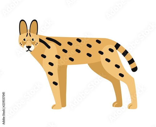 Serval isolated on white background