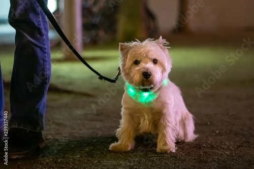 Little white dog, West HIghland White Terrier  sitting in the dark and wearing a light collar