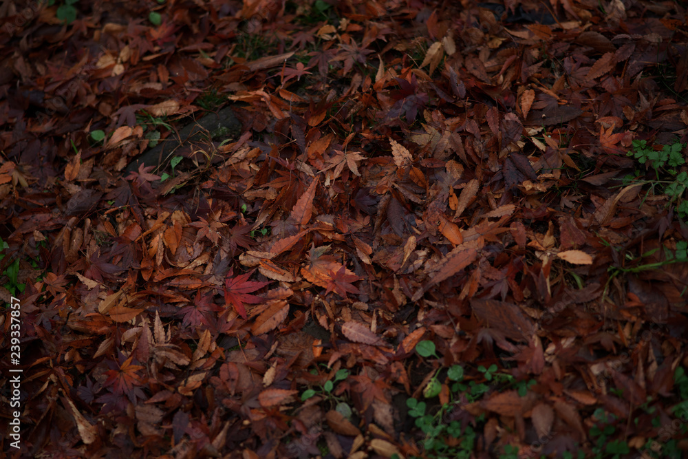 朽ちた葉のカーペット