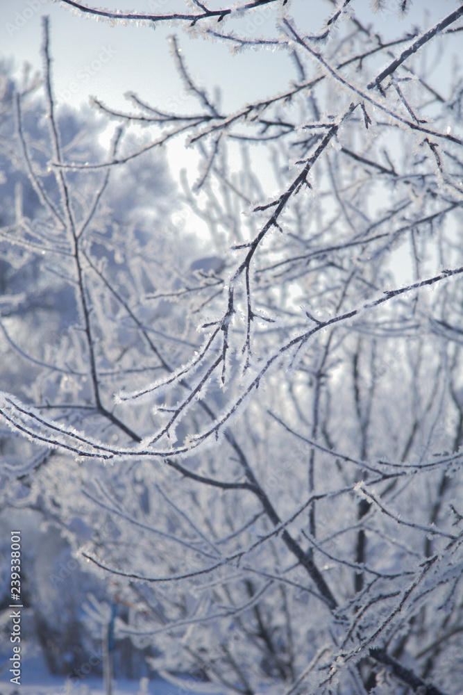 Obraz premium winter