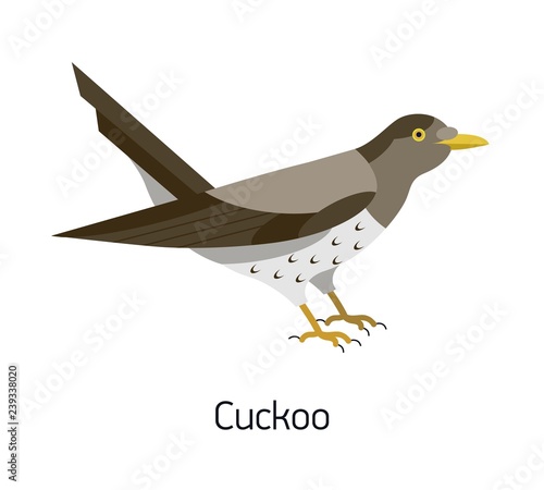 Common cuckoo isolated on white background. Adorable forest or woodland bird. Funny wild avian species. Gorgeous creature. Modern colorful vector illustration in trendy flat geometric style. photo