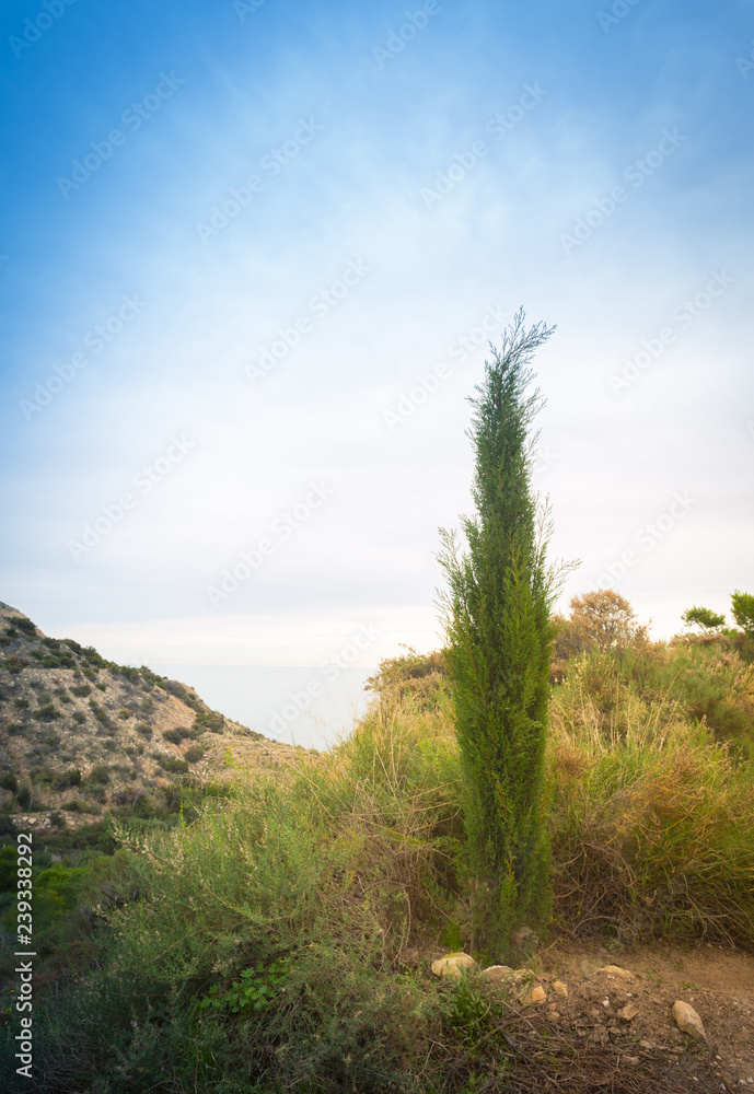 Cypress in Alicante, Spain. Valensia region