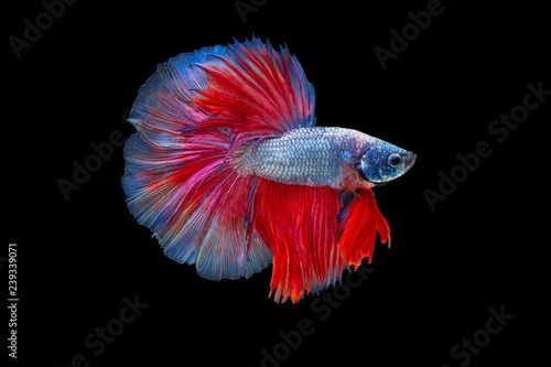 The moving moment beautiful of siamese betta fish or splendens fighting fish in thailand on black background. Thailand called Pla-kad or fancy half moon fish.