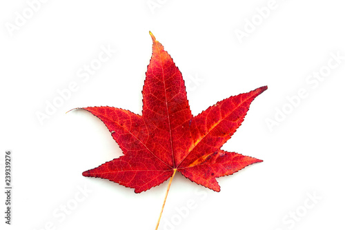 Rotes Ahornblatt Hochauflösend auf weißem Hintergrund
