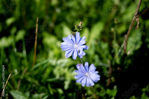 fly on a flower