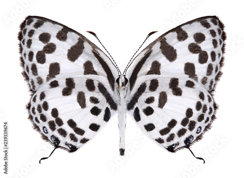 Butterfly Castalius rosimon (underside) on a white background photo