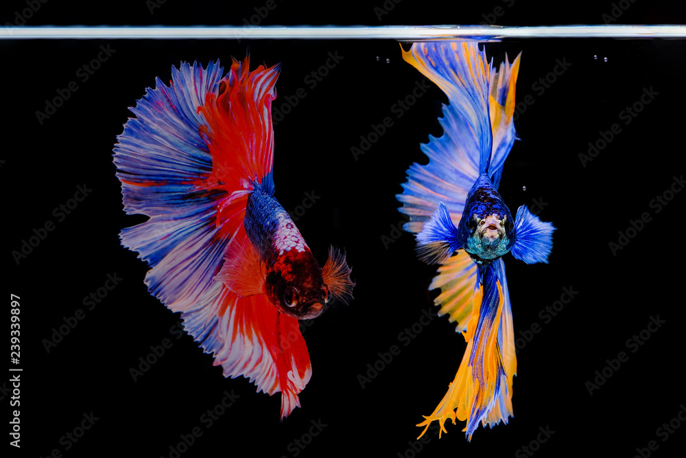 Fototapeta premium Siamese betta fish beautiful color on black background