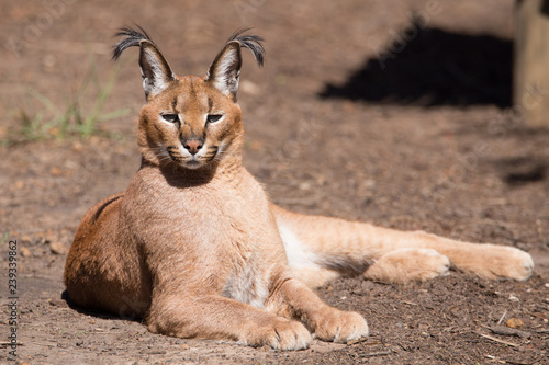 caracal wild cat posing for the camera photo