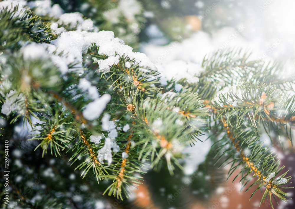 blur winter background with snow on eve branches blur winter background with snow on eve branches
