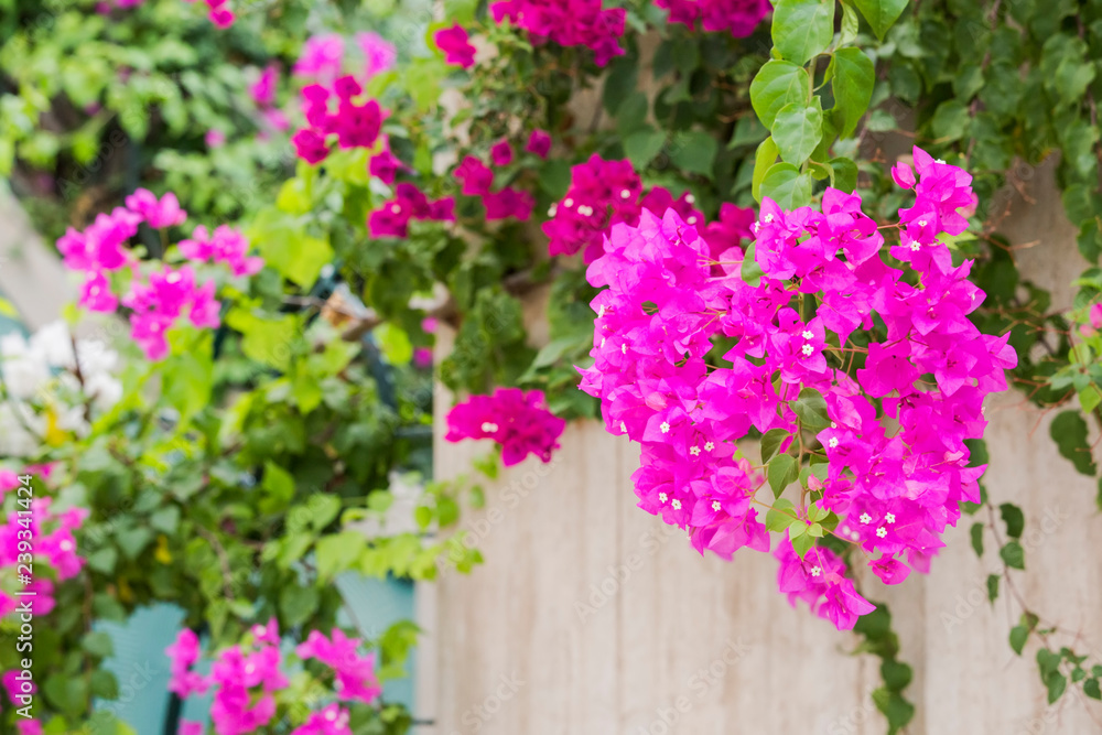 Obraz premium Beautiful and colorful bougainvillea flowers. A wall with bright pink bougainvillea plant growing on the top of the wall hanging down